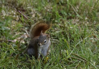 closeup of a brown squirrel sitting in the grass facing the camera