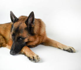 Portrait of adult German Shepherd, 5 years old, in front of white background