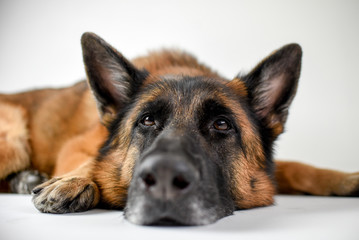 Portrait of adult German Shepherd, 5 years old, in front of white background