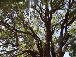 arbre ramifier maroc © elmahfoud