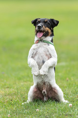 Jack Russell Terrier male. Dog is sitting on hind legs in front of green background on a meadow