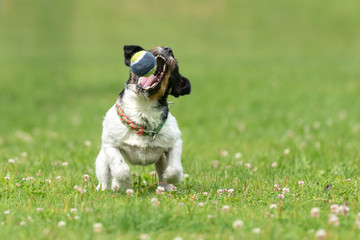 Fototapeta premium Jack Russell Terrier male. Active dog plays with his ball with power and energy