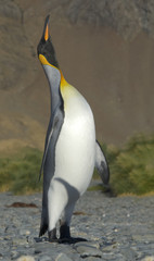 King Penguin, South Georgia Island, Antarctic