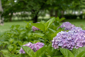 Landscape of Toneri Park in Tokyo / Toneri park is a public park in Tokyo