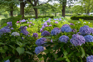 Landscape of Toneri Park in Tokyo / Toneri park is a public park in Tokyo
