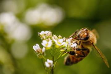 Bee on a white flower collecting pollen and gathering nectar to produce honey in the hive