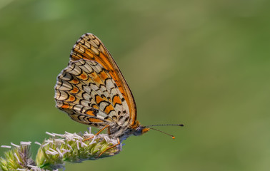 Obraz premium butterfly2