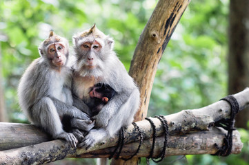 Famille de singes avec un petit bébé macaque près de Tample dans la forêt des singes, Ubud, Bali, Indonésie.