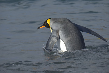 King Penguin, South Georgia Island, Antarctic