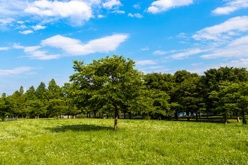 Fototapeta na wymiar Landscape of Toneri Park in Tokyo / Toneri park is a public park in Tokyo