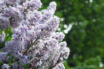 Tree blooming lilac. Flower Tree blooming in spring and early summer.