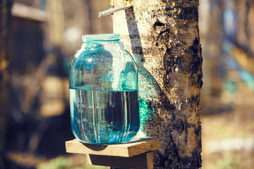 Production of birch sap in the glass jar in the forest. Springtime