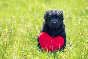 Little Labrador retriever puppy with toy heart. Dog sitting outdoors on the grass in summer