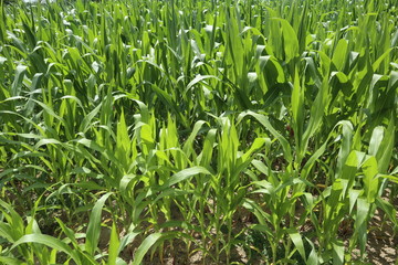 Blick auf das Maisfeld