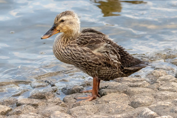 The baby birds of Grey duck in the Toneri park in Tokyo, Japan / Toneri park is a public park in Tokyo