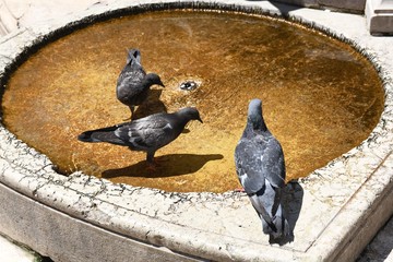 gołębie w upalny dzień w fontannie - obrazy, fototapety, plakaty