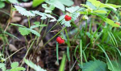Wald - Erdbeere auf der Waldwiese. 