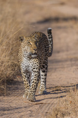 Female Leopard Looking Up