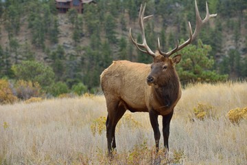 Naklejka na ściany i meble Close Encounter - Close-up full body view of a strong mature bull elk in close range. Rocky Mountain National Park, Colorado, USA.
