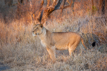 Young Lioness