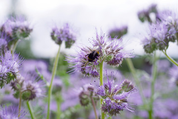 Bumblebee collects the nectar from the phacelia (Lacy Phacelia Tanacetifolia). Phacelia flowers and bumblebee, close up, soft focus, background.

