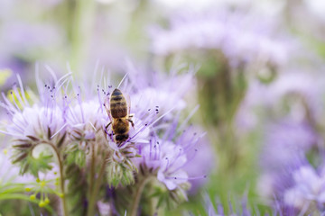 Bee collects the nectar from the phacelia (Lacy Phacelia Tanacetifolia). Phacelia flowers and bee, close up, soft focus, background.