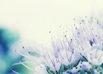 Phacelia flowers (Lacy Phacelia Tanacetifolia) close up, soft focus, background.