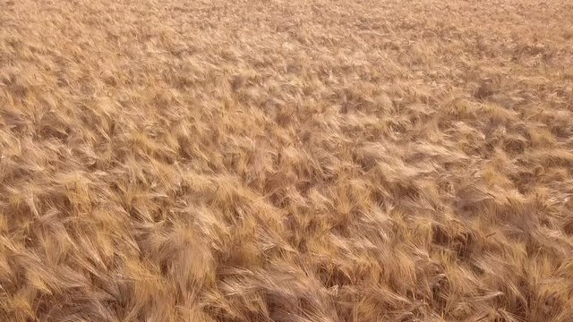 golden wheat field 