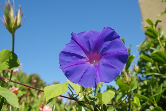 Blütenkelch einer blauen Prunkwinde