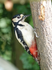 Adult male great spotted woodpecker (Dendrocopos major)