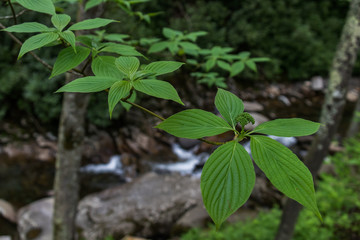 Cluster of five leaves with flower buds and stream in background