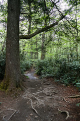 Large tree and its' roots on a hiking trail in the forest