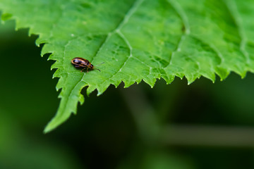 Small black and brown beetle bug on green leaf close-up
