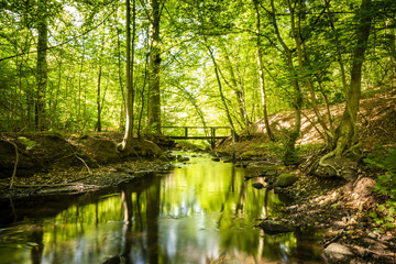 Fototapeta na wymiar Green forest with a river running through