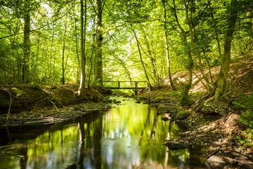 Selbstklebende Fototapete Fluss Grüner Wald, durch den ein Fluss fließt