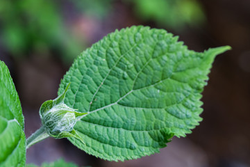 Rolled up leaf close-up