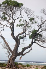 Picasso Tree with Life Preserve Swing by the Pacific Ocean