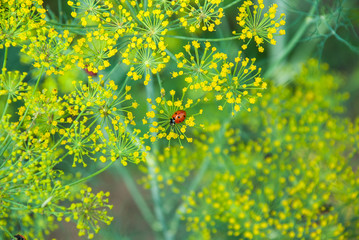 Flower dill spices growing in the garden.