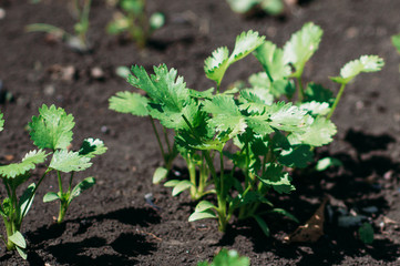 Coriándrum sátivum grows on the bed.