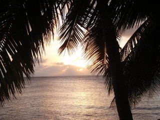 Sunset Framed by a Palm Treet