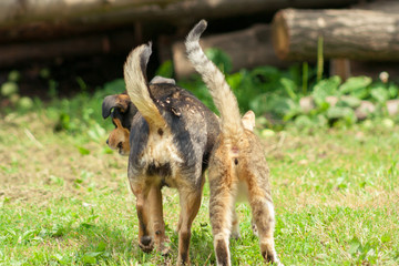Naklejka premium Cat and dog are walking next to each other with tails raised up. Friendship of animals.