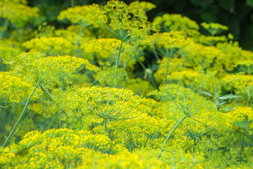 Obraz premium Flower dill spices growing in the garden.