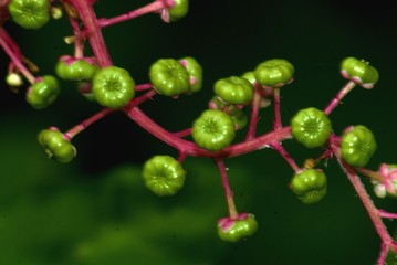 Pokeweed Berry Seed Pods