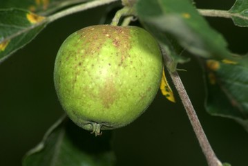 Young Apple
