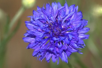 Purple Flower with Trumpet Pedals