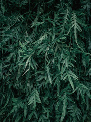 Beautiful nature background of vertical garden with tropical green leaf