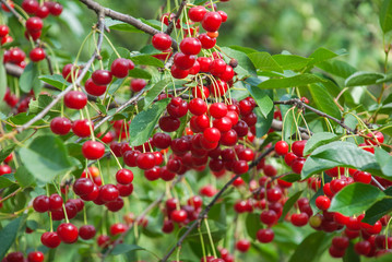 Obraz premium Red cherries on the tree