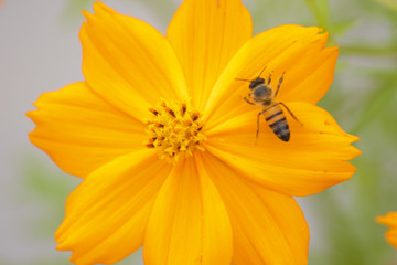 Pollination