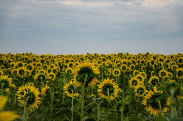 Field with young shoots of sunflower against the background of a blue-gray sky in summer.