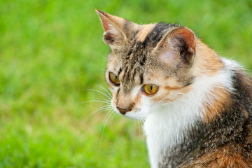Obraz premium Head of a young cat on a green grass background